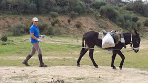 Doma de un burro