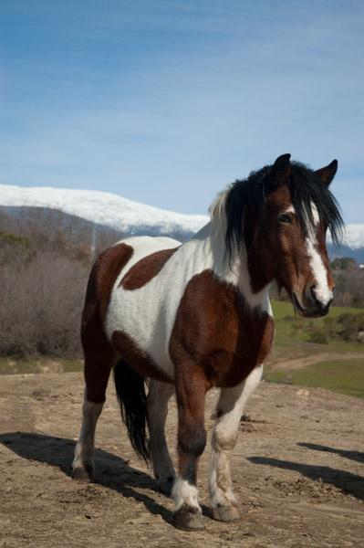 Caballo para rutas