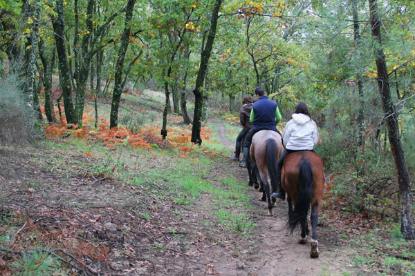 Ruta a caballo por bosques de robles